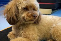 6bf662ec-a5a6-4cfb-bac8-814d4d305187-Copy