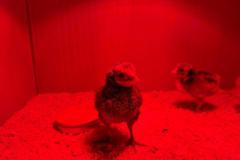 Rund um´s Ei und deren Herkunft - das Huhn