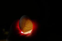 IMG_3785-Copy
