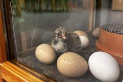 IMG_4020-Copy
